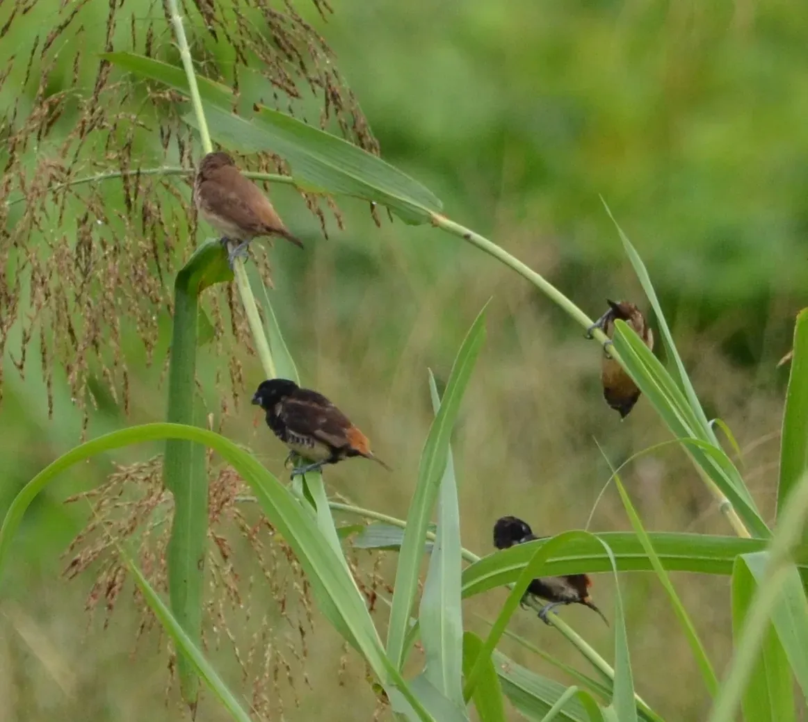 File:Lonchura melaena 454946676.jpg