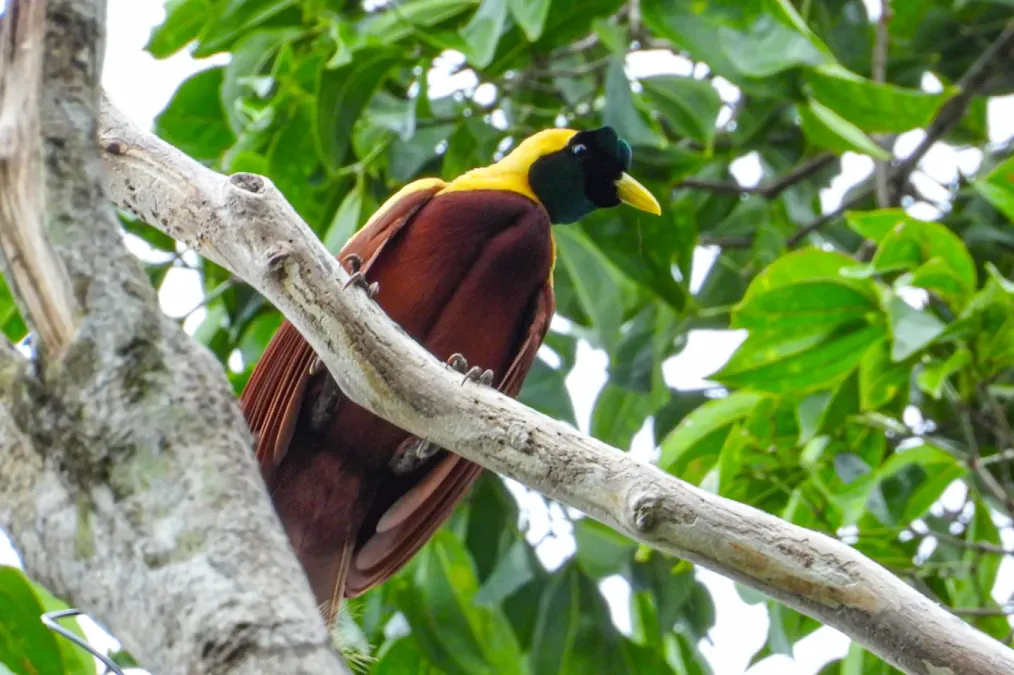 File:Paradisaea rubra 315676503.jpg