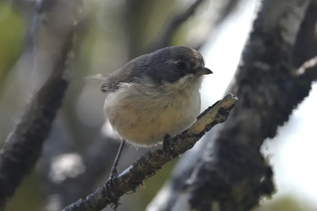 File:Mohoua novaeseelandiae 349273091.jpg