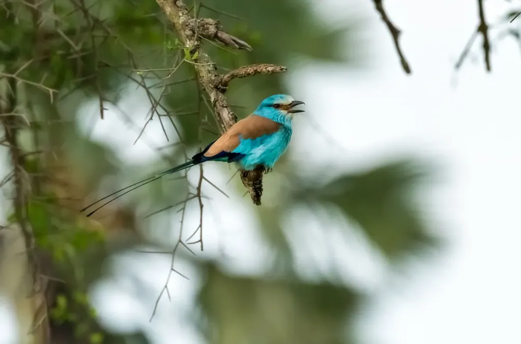 File:Senegalracke (Coracias abyssinicus), Seitenansicht.jpg