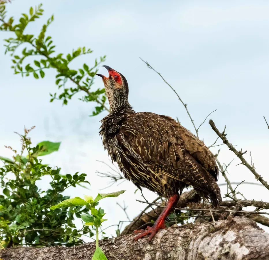 File:Clappertonfrankolin (Pternistis clappertoni), Seitenansicht, rufend.jpg
