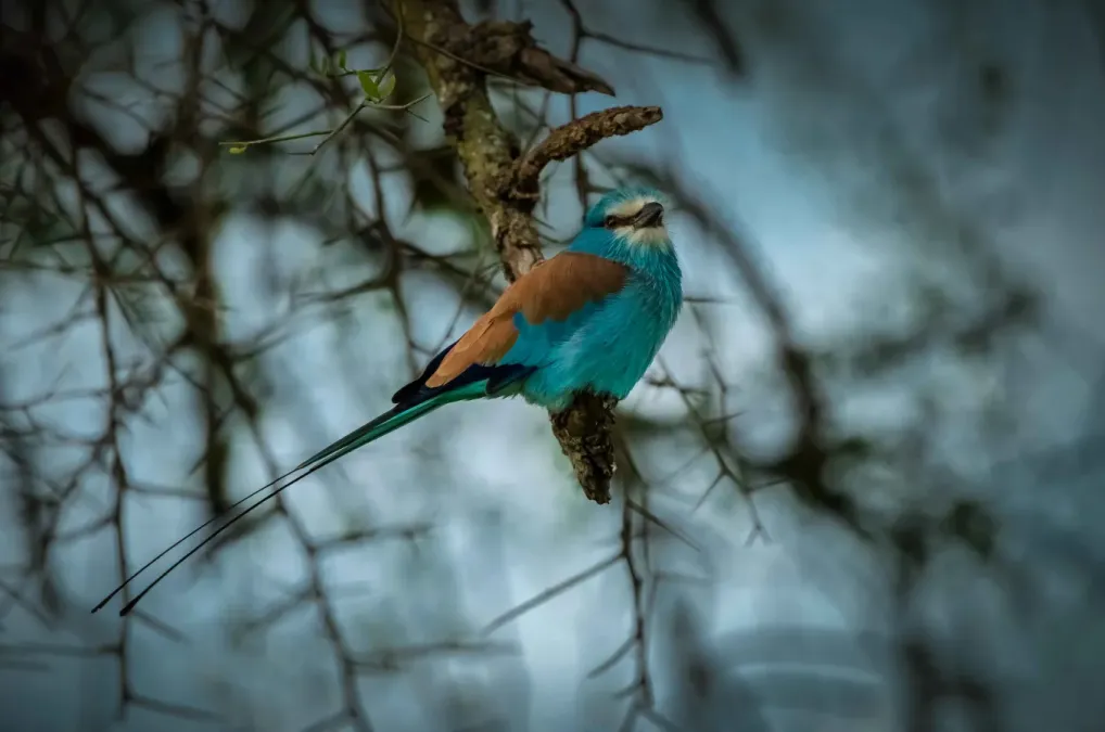 File:Senegalracke (Coracias abyssinicus), Ansitz.jpg