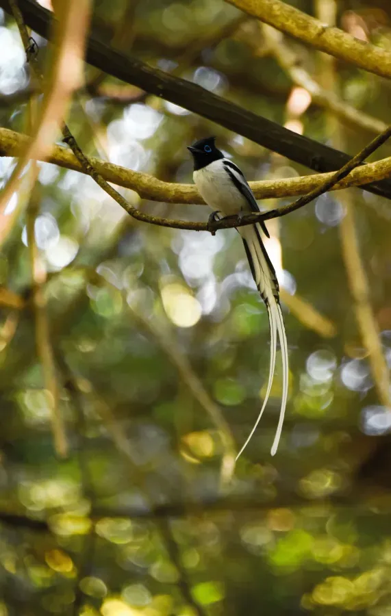 File:Rotbrust-Paradiesschnäpper (Terpsiphone mutata), Vorderansicht.jpg