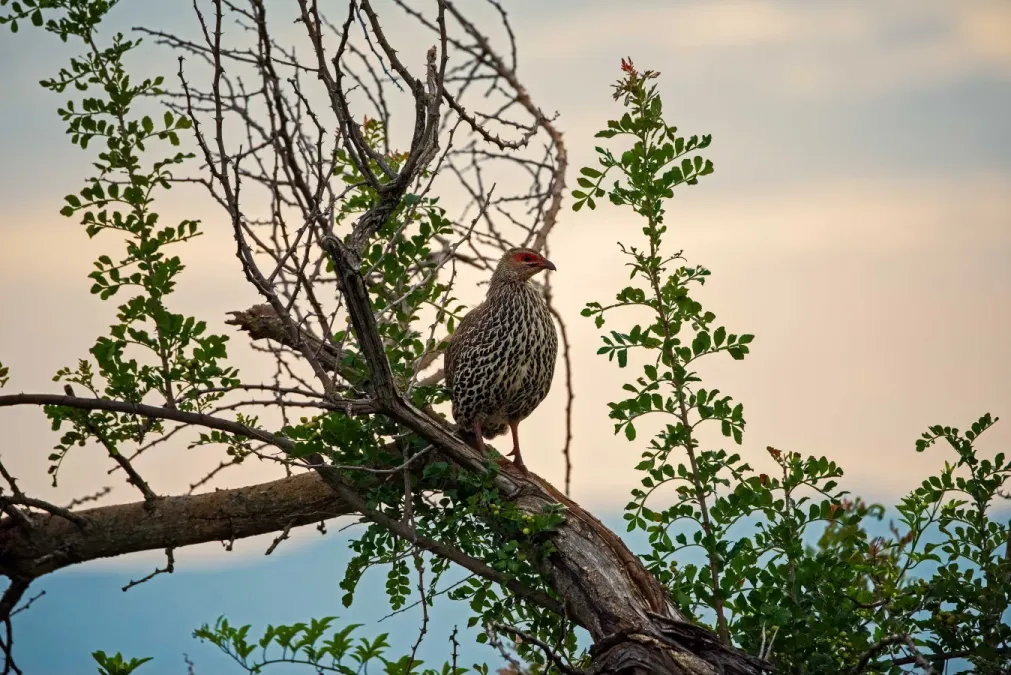 File:Clappertonfrankolin (Pternistis clappertoni), Vorderansicht.jpg