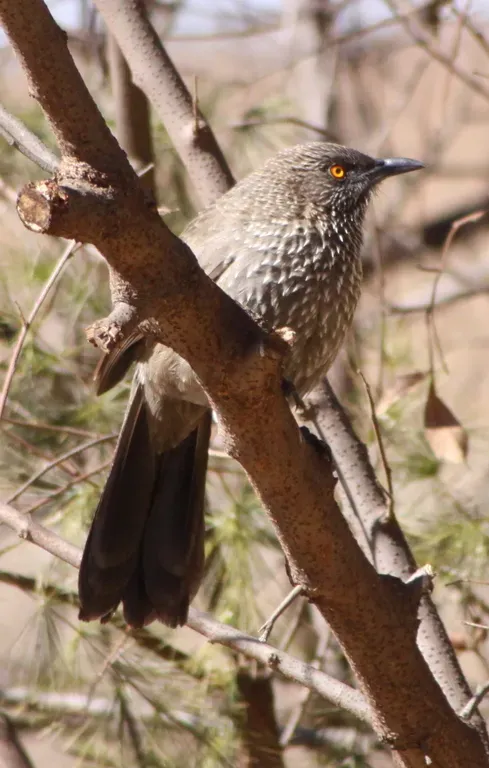 File:Turdoides jardineii -South Africa-8.jpg