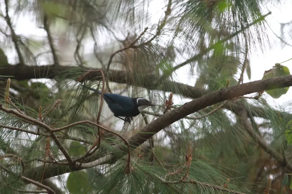 File:Cyanolyca mirabilis 450950926.jpg