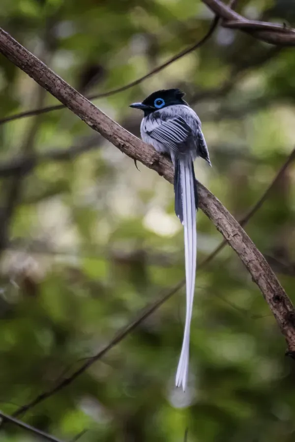 File:Rotbrust-Paradiesschnäpper (Terpsiphone mutata), dorsal.jpg