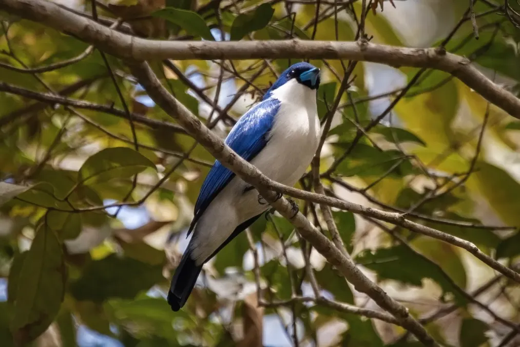 File:Blauvanga (Cyanolanius madagascarinus), Vorderansicht.jpg