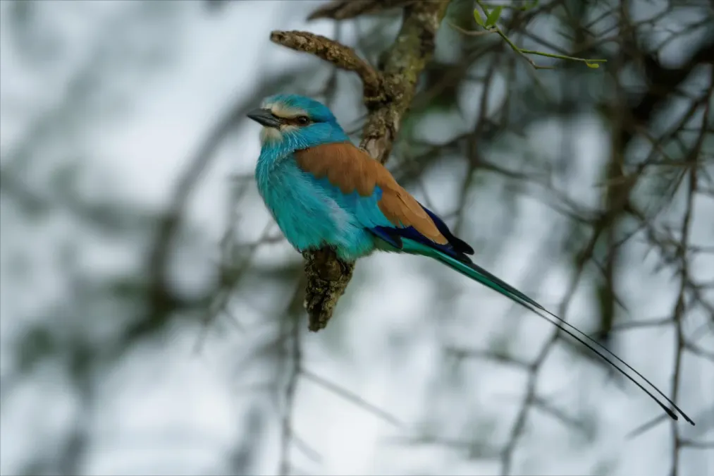 File:Senegalracke (Coracias abyssinicus) im Kidepo Valley Nationalpark.jpg