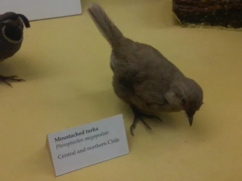 File:Ma - Pteroptochos megapodius.jpg