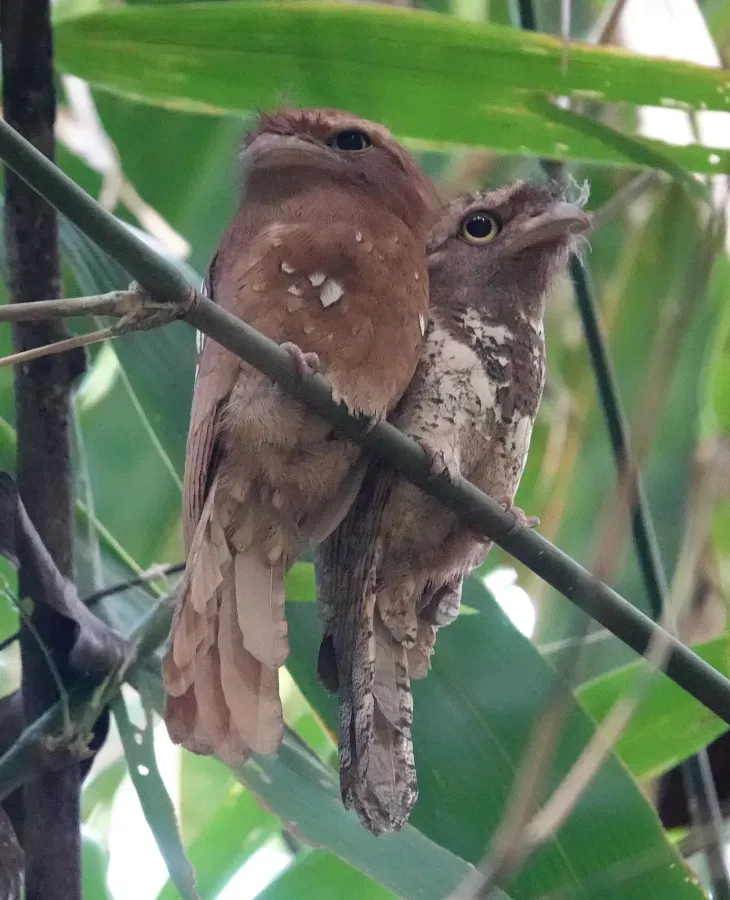 File:Batrachostomus javensis 221111337.jpg