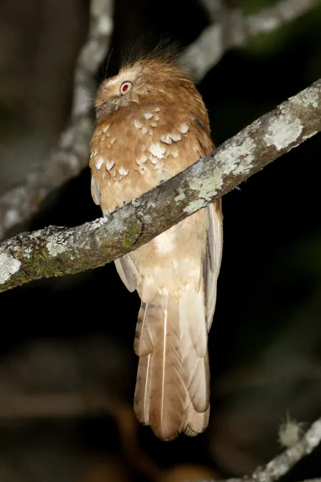 File:Batrachostomus hodgsoni 3653101.jpg