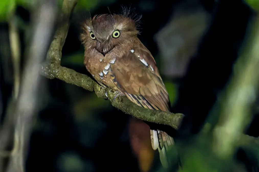 File:Batrachostomus affinis 331891454.jpg