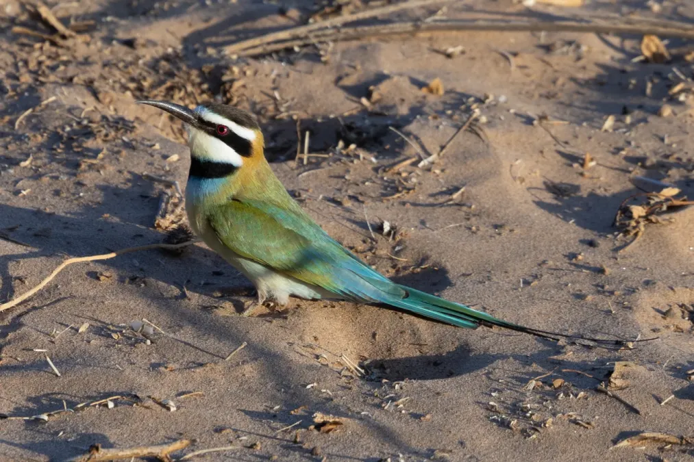 File:White-throated bee-eater (Merops albicollis),.jpg