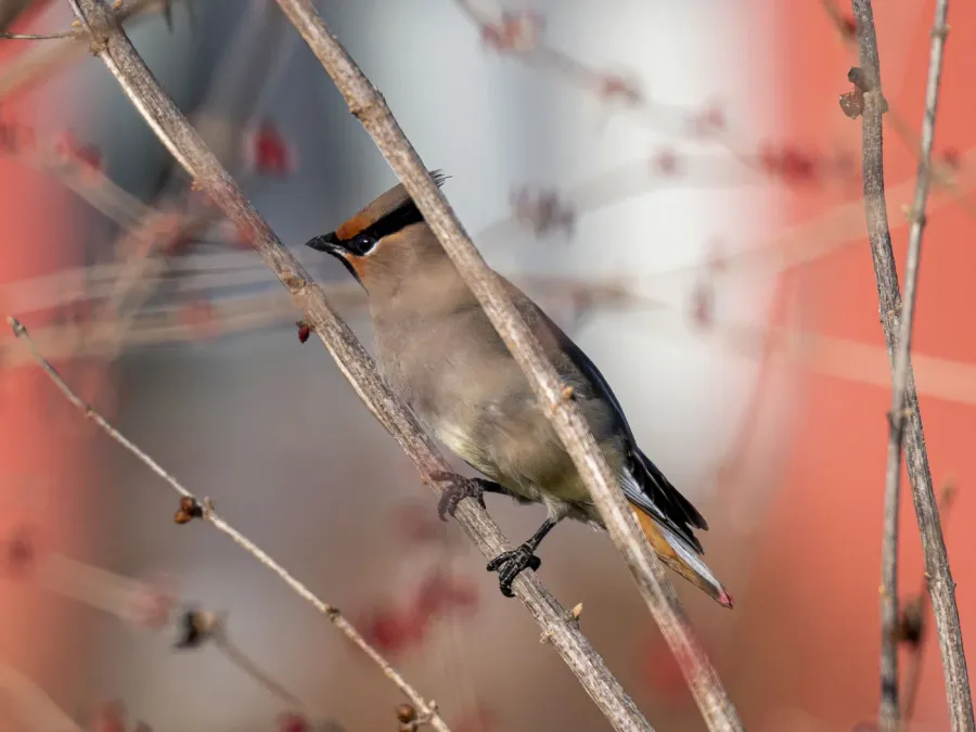 File:Bombycilla japonica, Huairou District, Beijing 02.jpg
