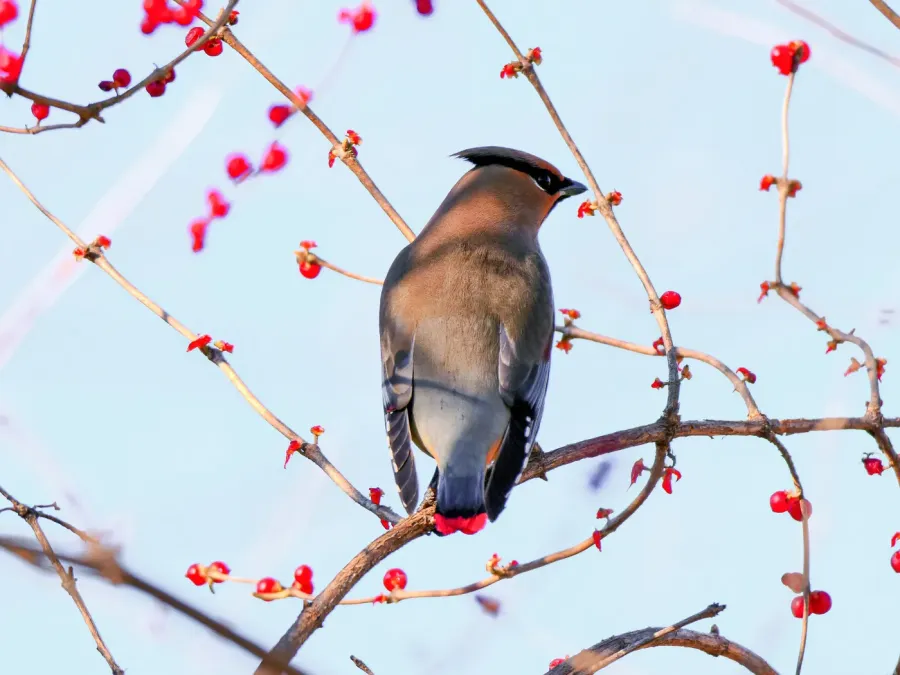 File:Bombycilla japonica, Huairou District, Beijing 04.jpg