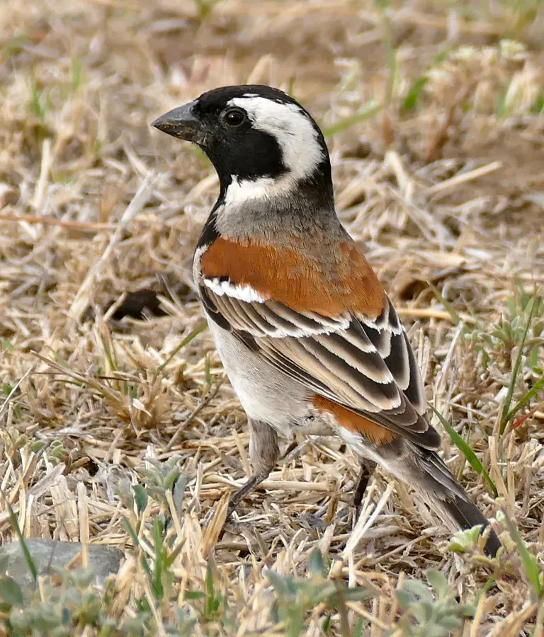 File:Cape Sparrow (Passer melanurus) male (32216019793), crop.jpg