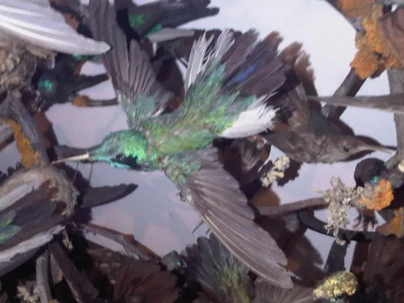 File:Heliothryx auritus - NHML 1.jpg