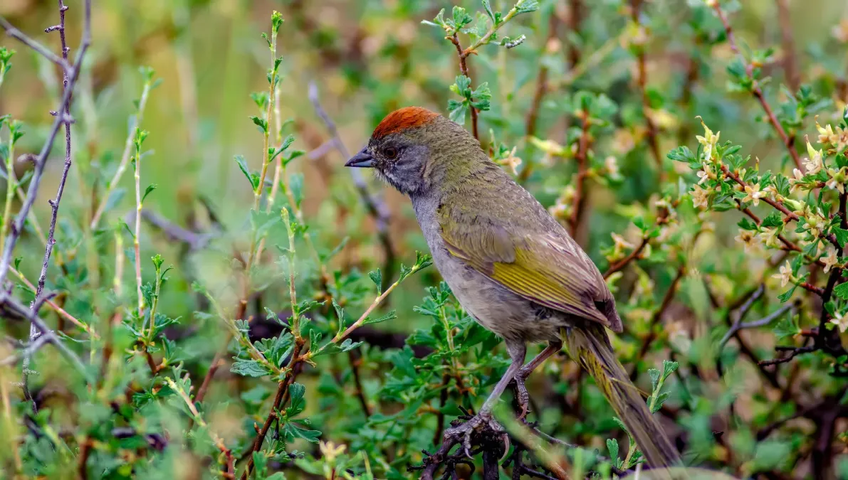 File:Grünschwanz-Grundammer (Pipilo chlorurus), Seitenansicht.jpg