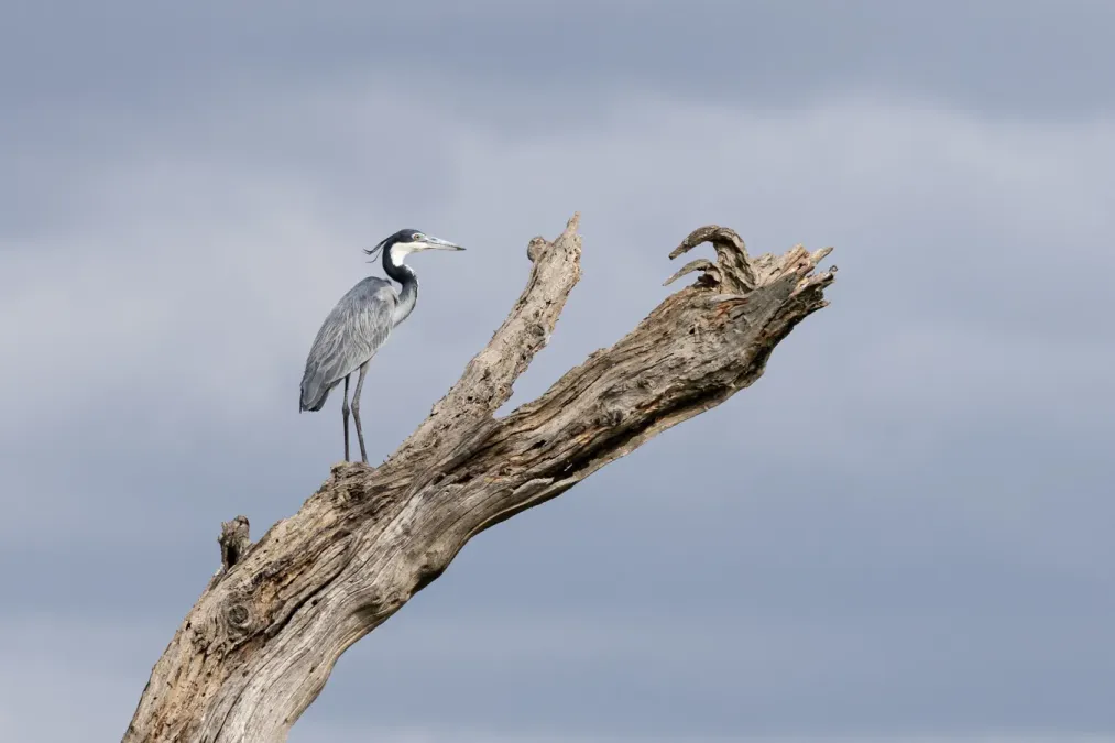 File:Black-headed Heron (Ardea melanocephala) in Serengeti National Park, Tanzania.jpg