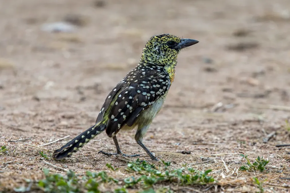 File:D'Arnaud's barbet (Trachyphonus darnaudii).jpg