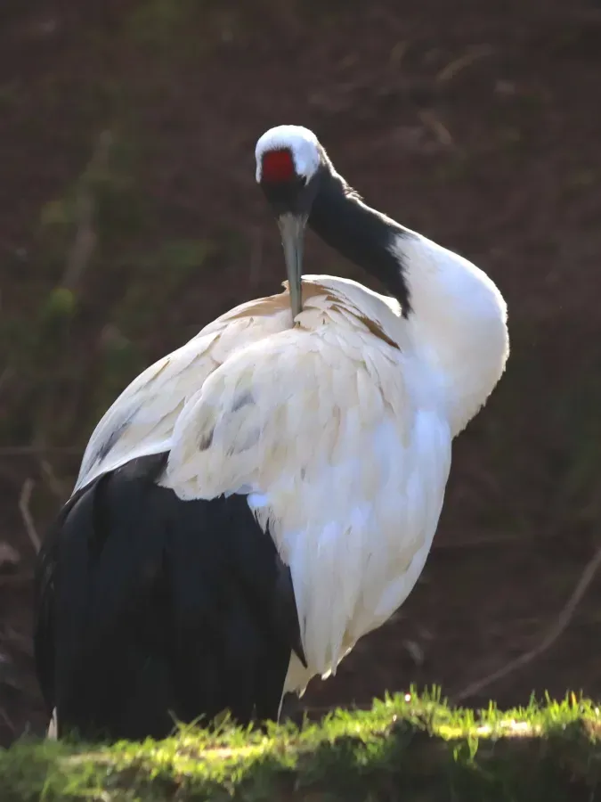 File:Red-crowned crane (Grus japonensis) in Zooparc de Trégomeur, 2025.jpg