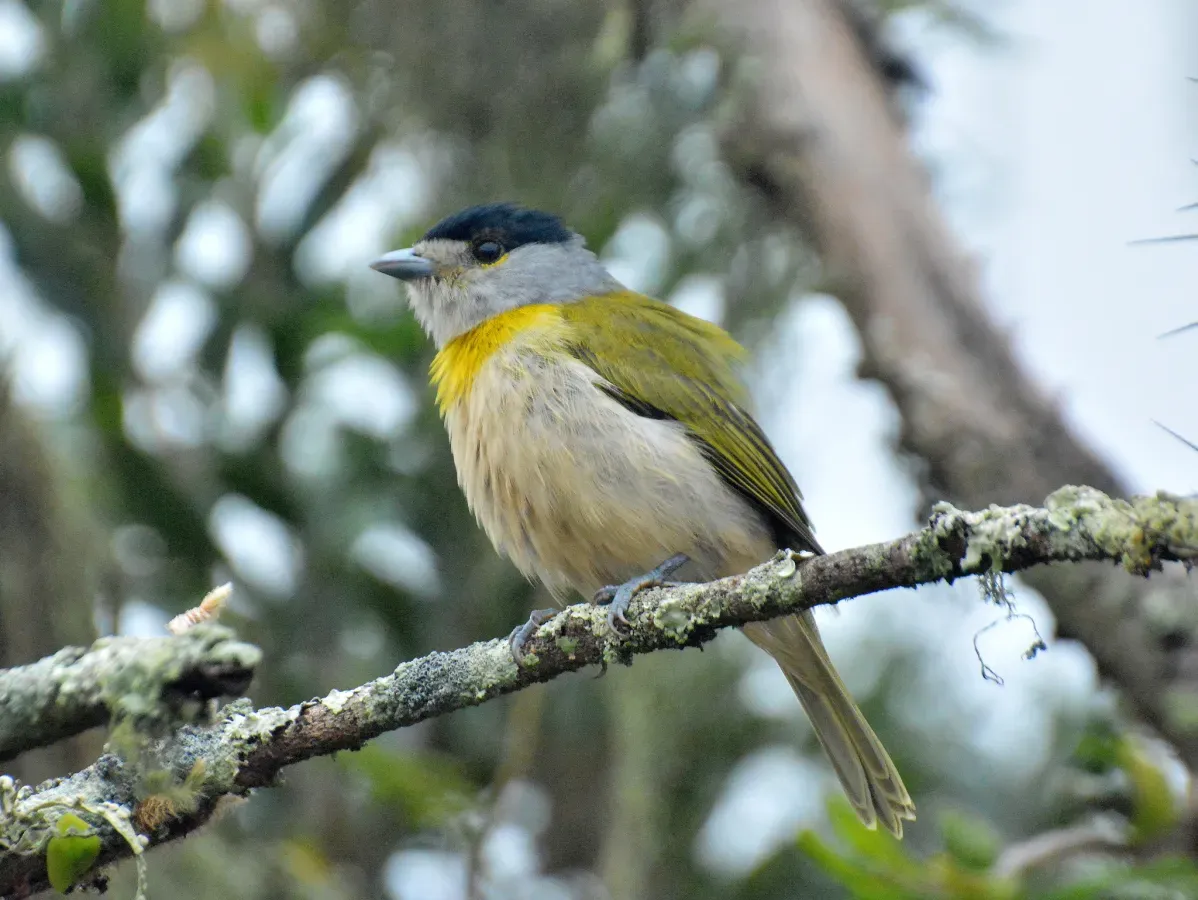 File:Pachyramphus viridis 410451189.jpg