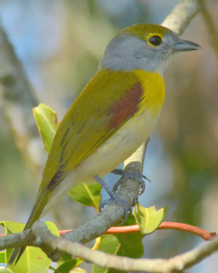 File:Pachyramphus viridis 244791243.jpg