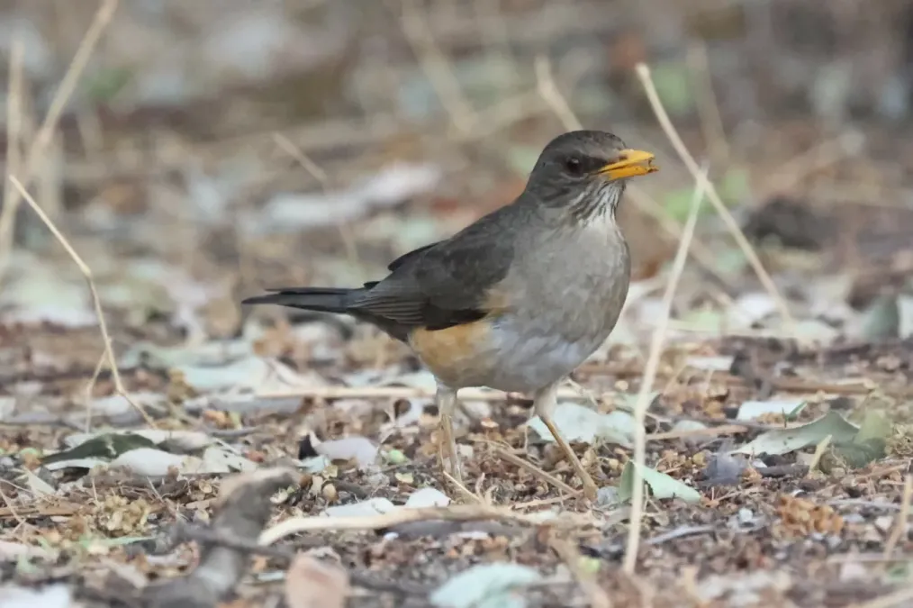 File:Turdus pelios 442979400.jpg