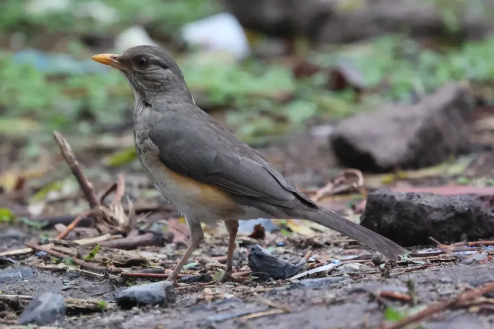 File:Turdus pelios 441663086.jpg