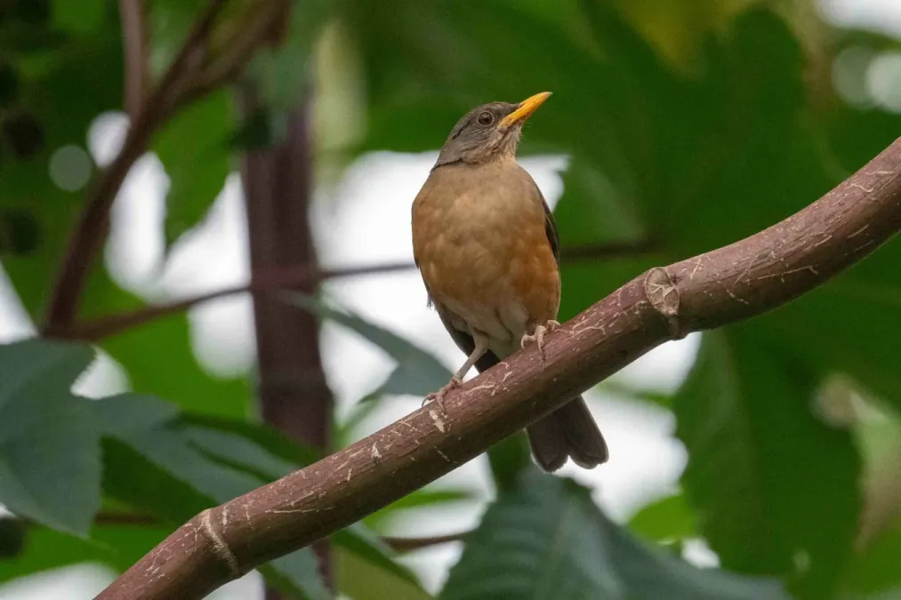 File:Turdus pelios 437692267.jpg