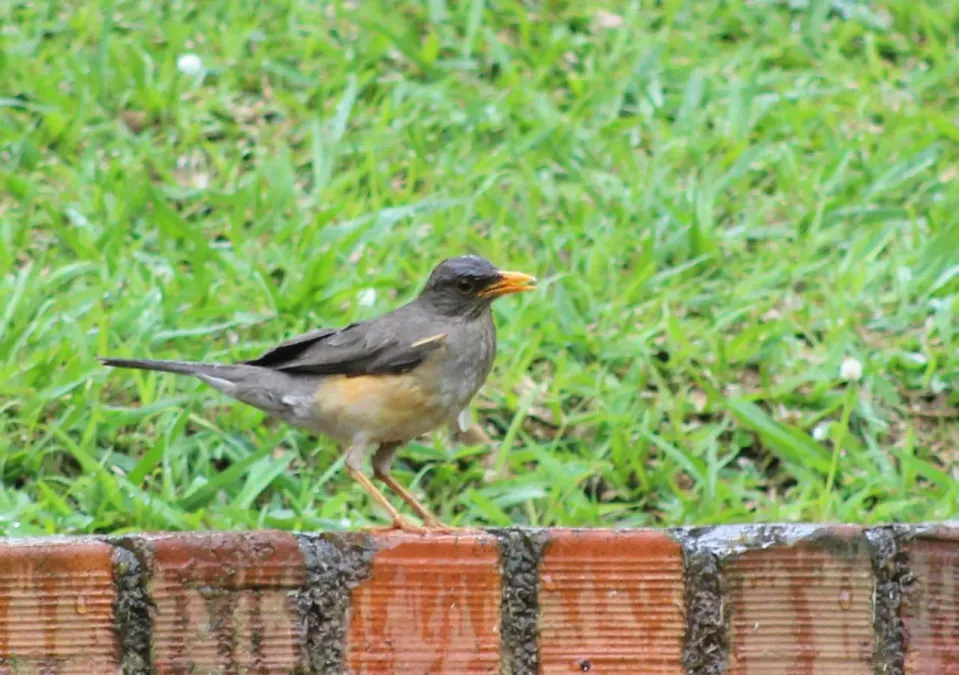 File:Turdus pelios 269462475.jpg