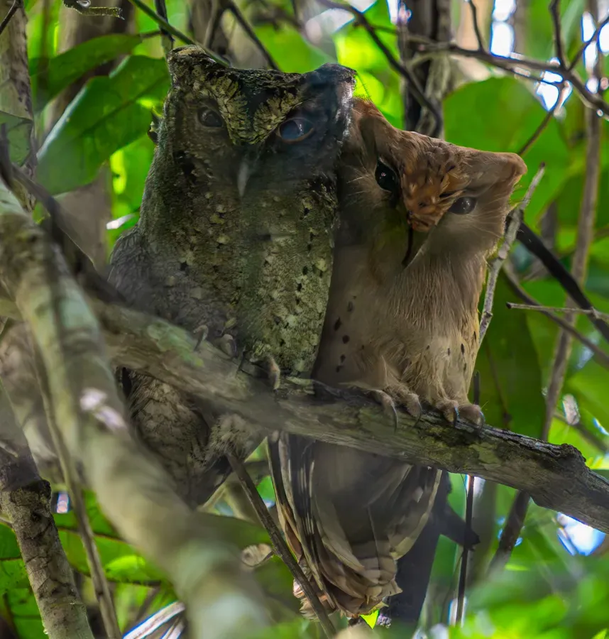 File:Sokoke-Zwergohreule (Otus ireneae), Paar, im Arabuko Sokoke Forest.jpg