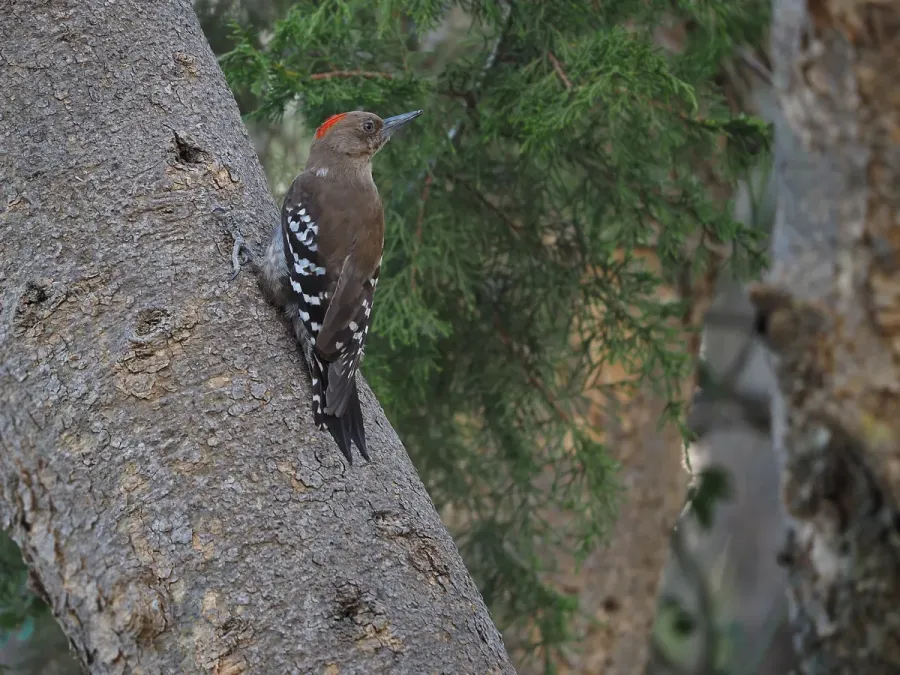 File:Dendrocoptes dorae by James Eaton.jpg