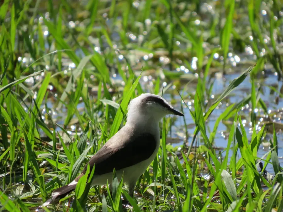 File:Fluvicola nengeta - Rafael - 470540045.jpeg
