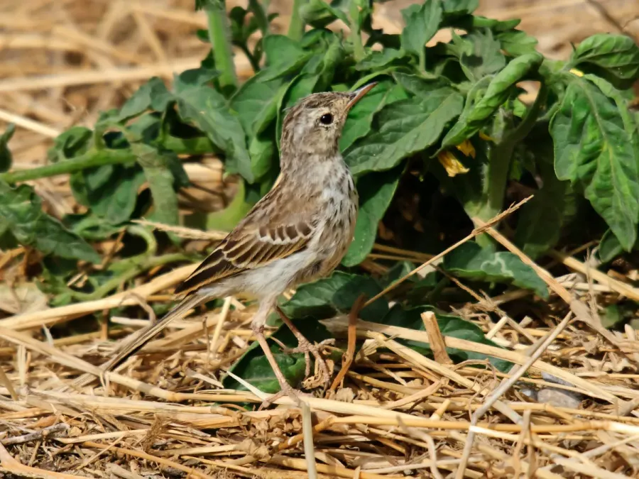 File:Anthus berthelotii -Gran Canaria, Canary Islands, Spain-8.jpg