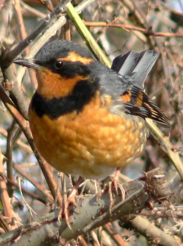 File:Ixoreus naevius 1.jpg