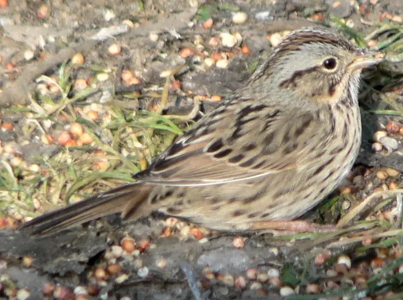 File:Melospiza lincolnii 30019.JPG