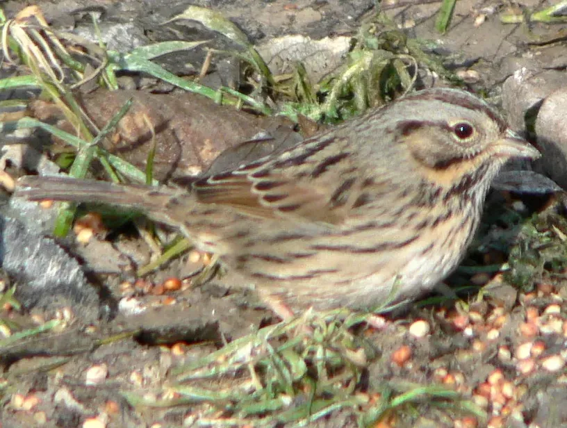 File:Melospiza lincolnii 30075.JPG