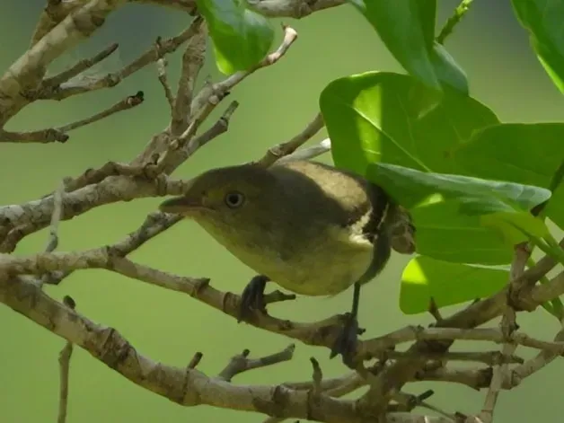 File:Vireo modestus 403472734.jpg