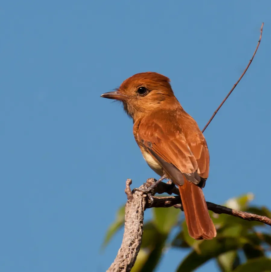 File:Casiornis rufus -Piraju, Sao Paulo, Brazil-8.jpg