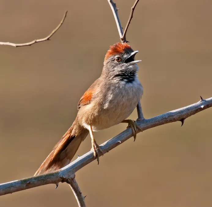 File:Synallaxis albescens -Piraju, Sao Paulo, Brazil-8.jpg