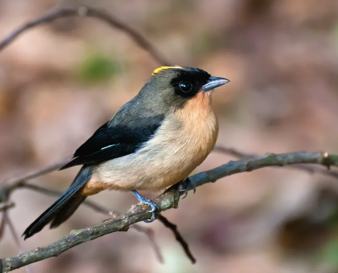 File:Trichothraupis melanops -Piraju, Sao Paulo, Brazil -male-8.jpg