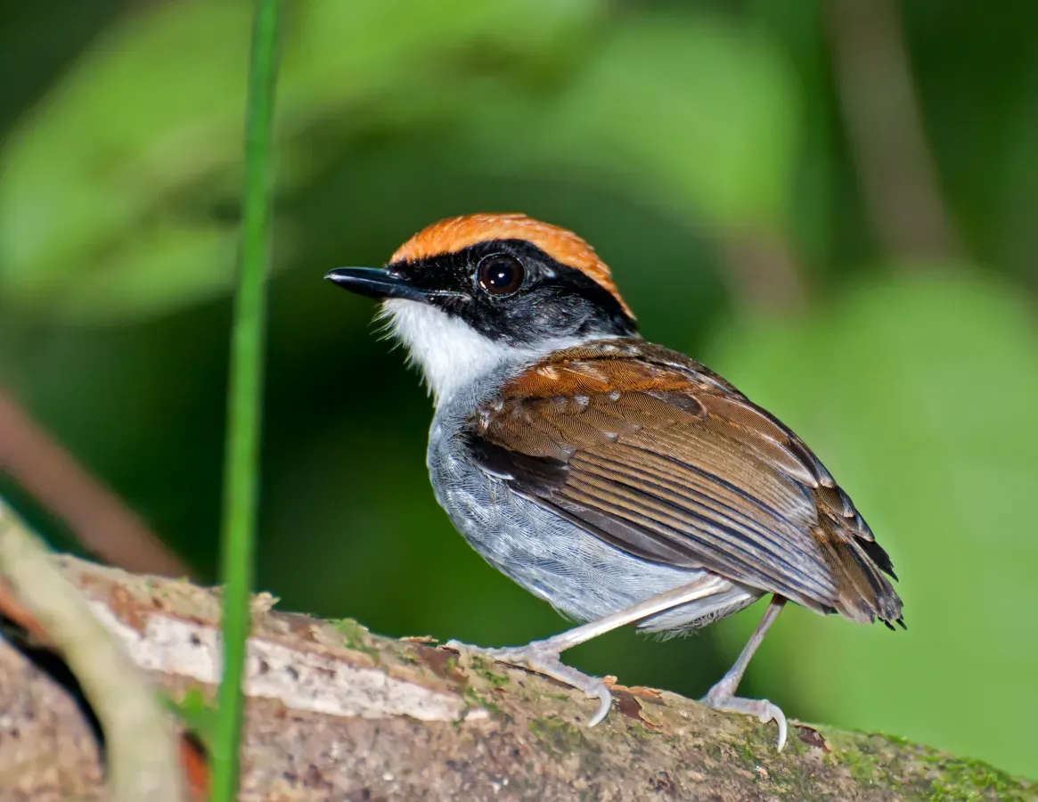 File:Conopophaga melanops -Vale do Ribeira, Juquia, Sao Paulo, Brazil -male-8.jpg