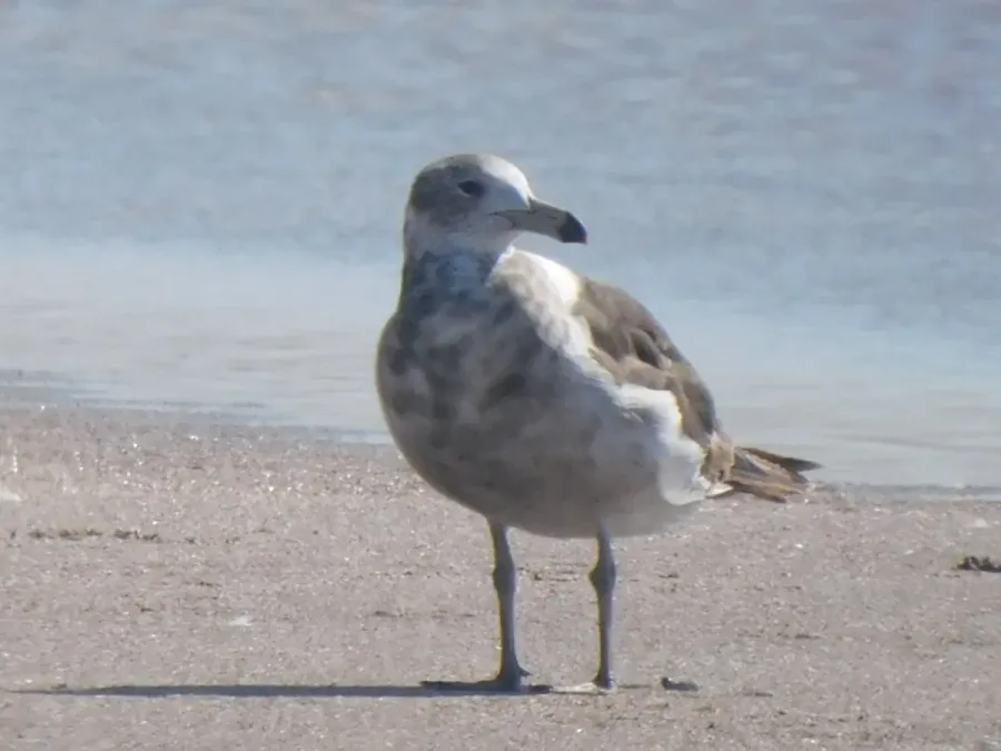 File:Larus atlanticus 109401912.jpg