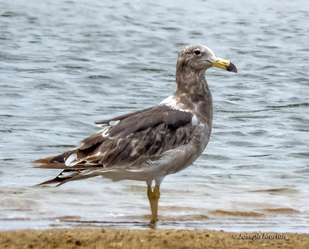File:Larus atlanticus 257673232.jpg