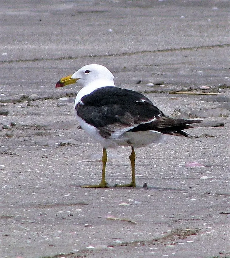 File:Larus atlanticus 269379317.jpg