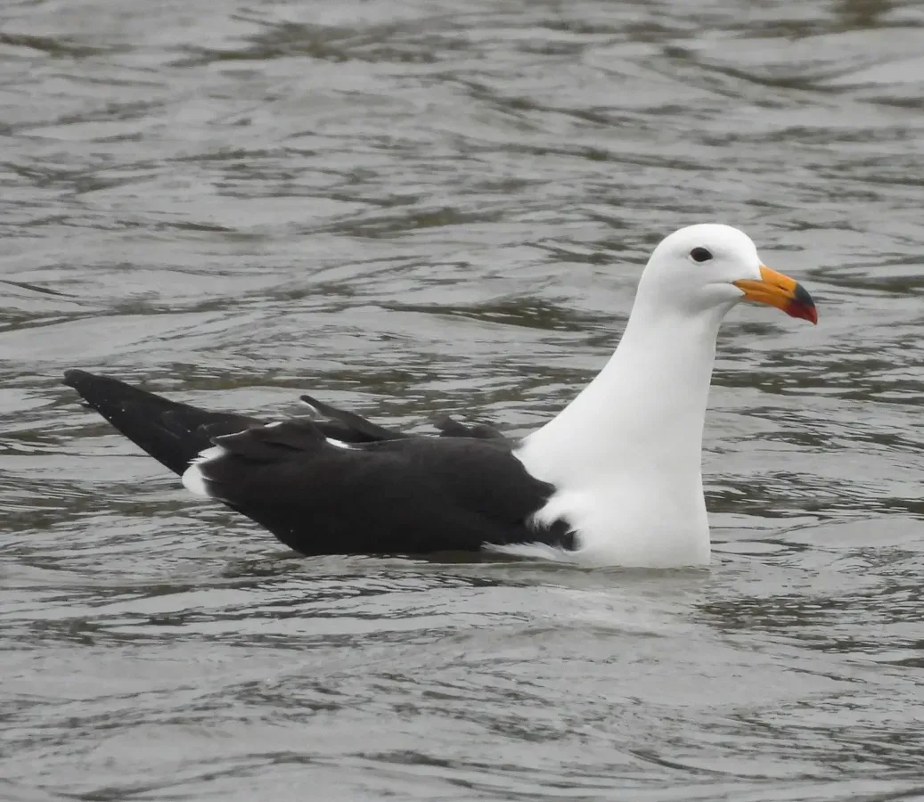 File:Larus atlanticus 300598227.jpg