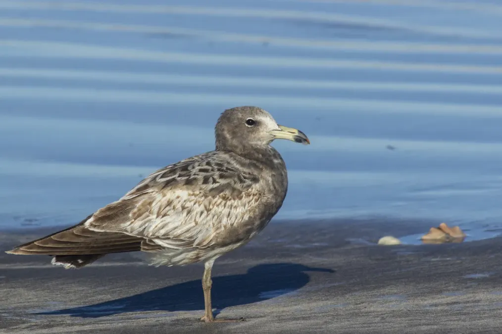 File:Larus atlanticus 366990310.jpg