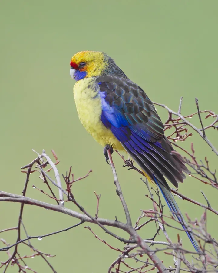 File:Platycercus caledonicus - Collinsvale.jpg